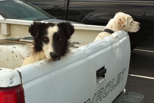 cowboy-doggies